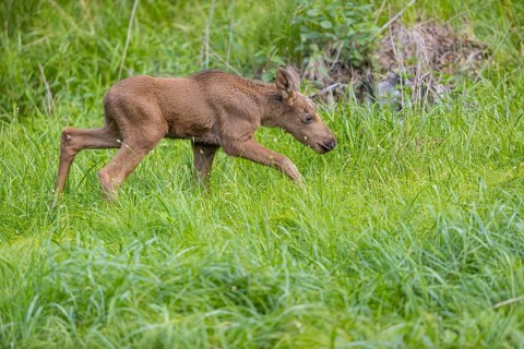 One baby moose or elk, Alces alces, (19 days old, born May 8, 2020 standing on a meadow with tall