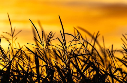 Silhouette, cornfield, nature, sunrise, dawn, Denzlingen, Germany