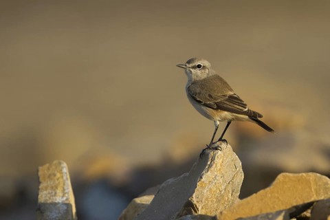 Red-tailed Wheatear (Oenanthe chrysopygia), Oman