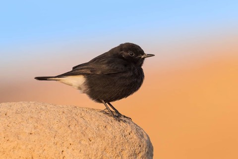 Mourning Wheatear (Oenanthe lugens warriae) perched on a stone, Eilat, Israel