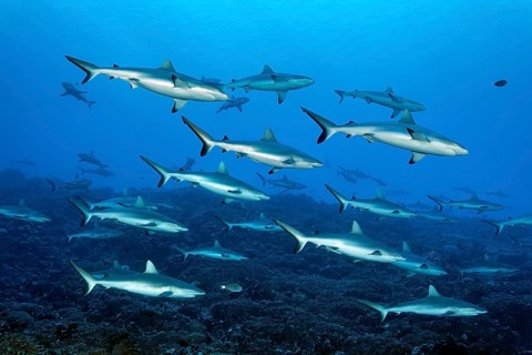 Shoal of Grey reef sharks (Carcharhinus amblyrhynchos) swimming in the South Pass, known as the