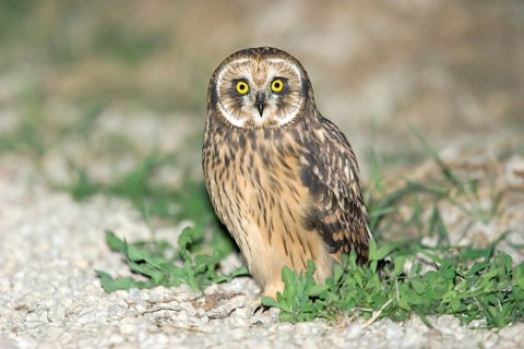 Short-eared Owl Asio flammeus Oak Hammock Marsh, Manitoba, Canada 19 August Immature Strigidae