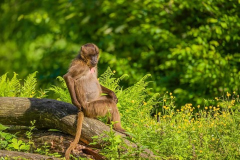 A male Gelada (Theropithecus gelada), or bleeding-heart monkey sits on a log lying in dense green
