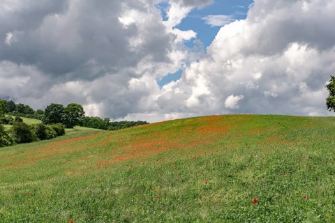 Meadow with poppies in the Green Belt near Ifta between Hesse and Thuringia, Germany