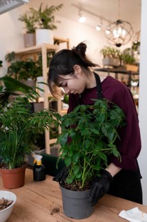 A young woman wearing gloves tends to a potted plant on a wooden table in a well lit indoor garden.