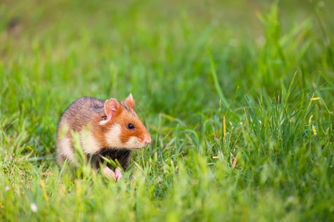 A European hamster (Cricetus cricetus), Eurasian hamster, black-bellied hamster or common hamster,