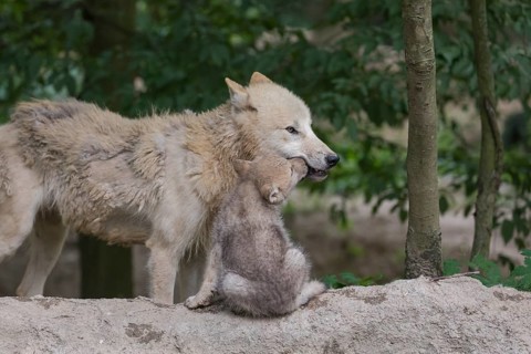 One four weeks old Arctic wolf cub and one adult wolf (Canis lupus arctos) standing on a dry dam of