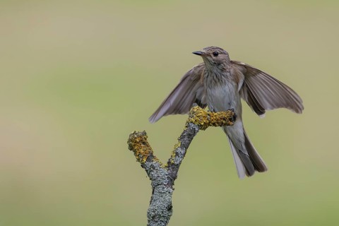 Spotted Flycatcher (Muscicapa striata) perched on a branch, Lower Saxony, Germany