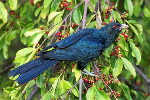 Asian Koel (Eudynamys scolopaceus) male, Malaysia