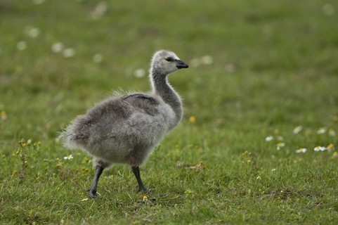 Barnacle Goose (Branta leucopsis) juvenile, Schleswig-Holstein, Germany