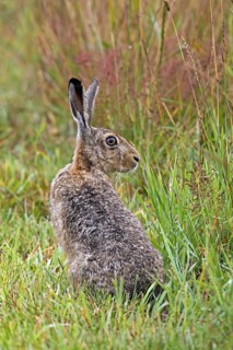 European Brown Hare (Lepus europaeus) sitting in meadow