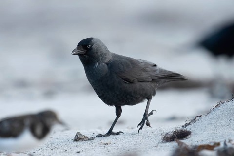 Western Jackdaw (Coloeus monedula) perched on a beach, Schleswig-Holstein, Deutschland, Germany