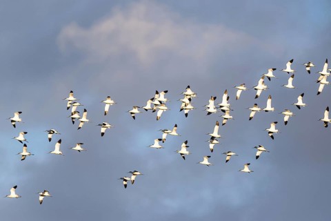 Pied Avocet, Recurvirostra avosetta, birds in flight over winter marshes