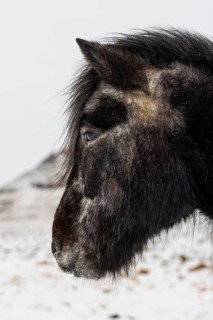 Icelandic horse (Equus ferus caballus), portrait, snow, winter, Iceland, Scandinavia