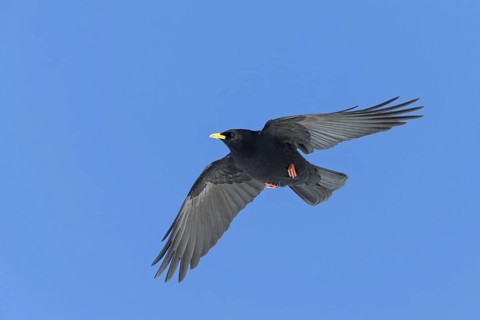 Alpine chough, (Pyrrhocorax graculus), animals, birds, ravens, jackdaw, family of corvids, flight