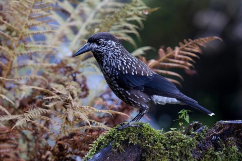 Spotted Nutcracker (Nucifraga caryocatactes) perched on the ground, Baden-Wuerttemberg, Germany