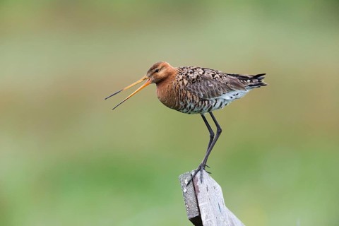 Black-tailed Godwit (Limosa limosa), calling from fence post, in breeding territory, Texel, Holland