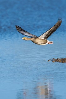 Greylag Goose, Anser anser, bird in flight over winter marshes