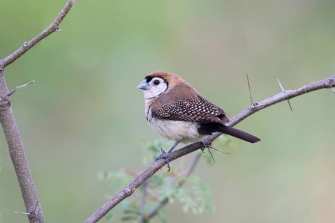 Double-barred Finch (Taeniopygia bichenovii), Queensland, Australia