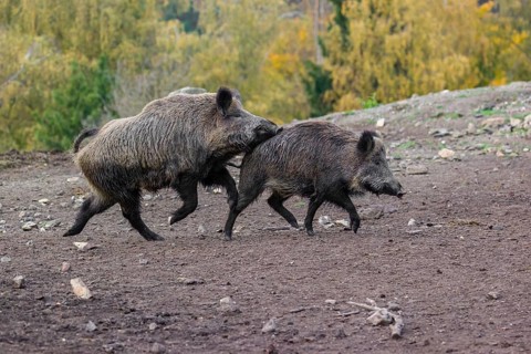 A male wild boar (Sus scrofa) runs after a female to mate