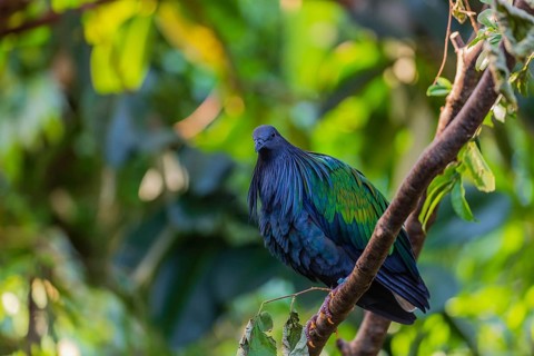 Nicobar Pigeon, Caloenas nicobarica, Nicobar Islands sits on a twig in a forest