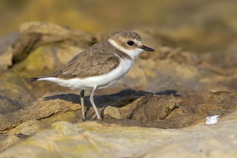 Animals, birds, plover, Kentish plover, (Charadrius alexandrinus), biotope, habitat, foraging, Al