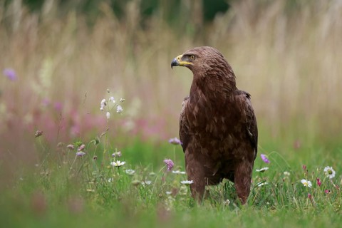 Lesser Spotted Eagle (Clanga pomarina) on grassland, Poland