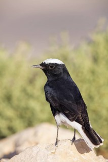 Sahara Wheatear, Animals, Birds, Wheatear, (Oenanthe leucopyga), Flycatcher family, Near Mitze