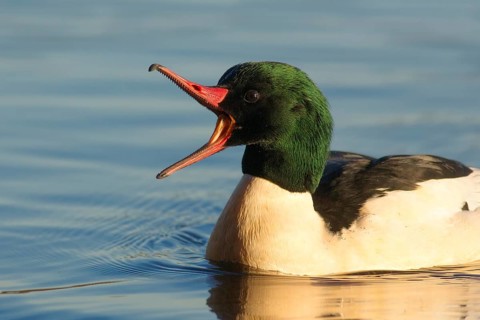 Common Merganser (Mergus merganser americanus) male, British Columbia, Canada