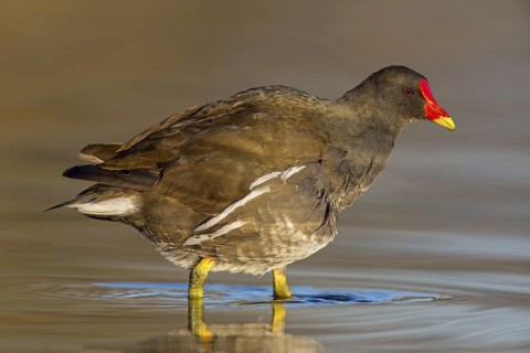 Moorhen, moorhen, moorhen, Gallinula chloropus, rail, rails, animals, birds, Rosensteinpark,