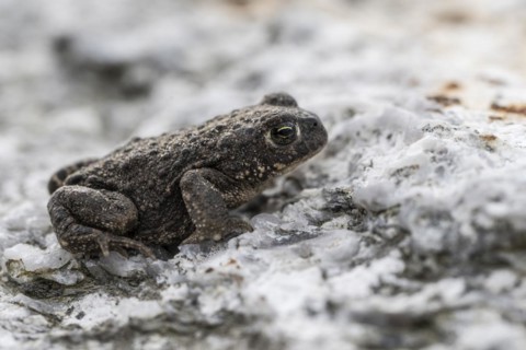 Natterjack toad (Bufo calamita), Emsland, Lower Saxony, Germany