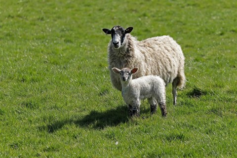 Ewe and lamb on pasture, Chipping Campden, The Cotswolds, England, Great Britain