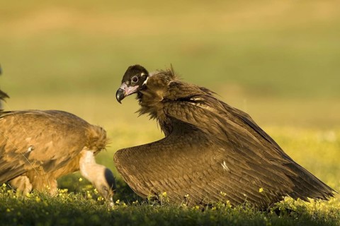 Cinereous Vulture (Aegypius monachus), Castile-La Mancha, Spain