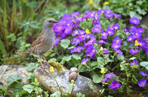 Dunnock, (Prunella modularis) and blue cushion, (Aubrieta) in the garden, Schleswig-Holstein,