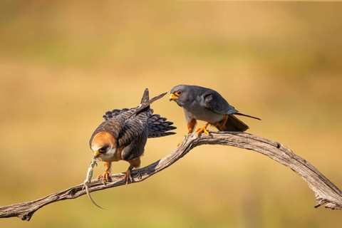 Red-footed falcon (Falco vesperetinus) Male handing over a captured lizard to female, Hungary
