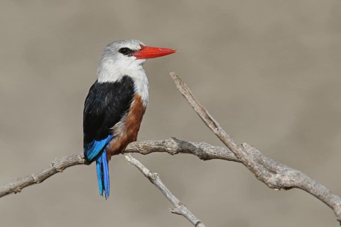 Grey-headed Kingfisher (Halcyon leucocephala) perched on a branch, Santiago, Cape Verde