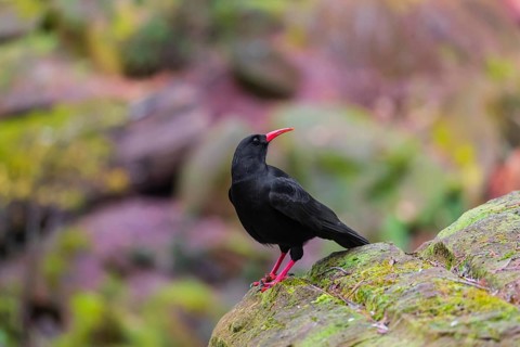 A Red-billed chough, Pyrrhocorax pyrrhocorax stands on a rock looking for food