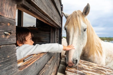 Young boy gently touching a white horse through a wooden fence in s'albufera natural park, mallorca