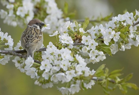 Eurasian Tree Sparrow (Passer montanus), Saxony, Germany