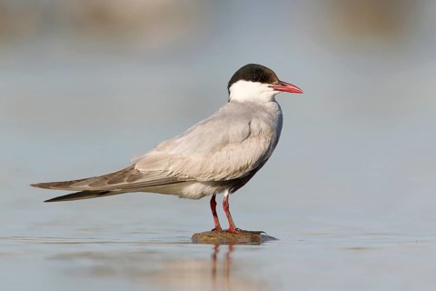 Whiskered Tern (Chlidonias hybrida), Victoria, Australia