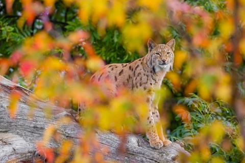 One Eurasian lynx (Lynx lynx) sits on a sloping dead tree, hidden behind autumn leaves