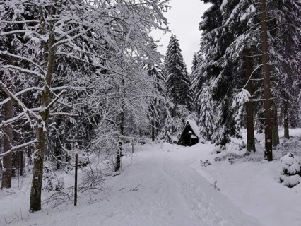 Winter forest trail with small huts, snow-covered and lined with tall trees, hiking in the