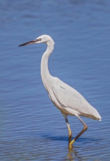 Little Egret (Egretta garzetta) foraging, Baden-Wuerttemberg, Germany