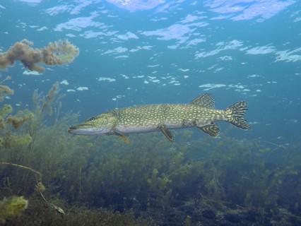Pike (Esox lucius) swimming in clear water next to aquatic plants. Dive site Parkhaus Post,