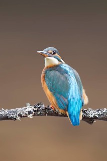 Common kingfisher (Alcedo atthis) adult female bird on a tree branch, England, United Kingdom