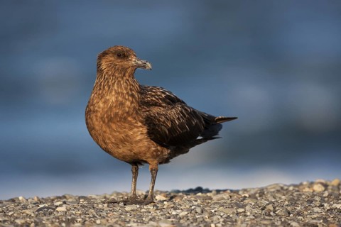 Great Skua (Stercorarius skua), Myvatn, Iceland