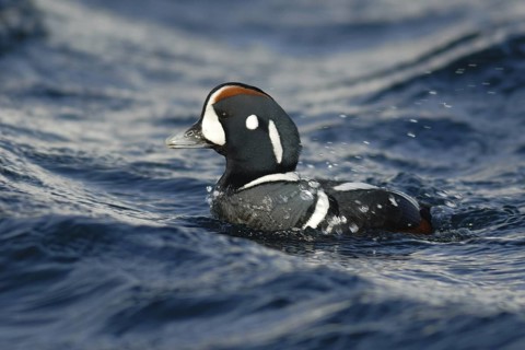 Harlequin Duck (Histrionicus histrionicus) male, Hokkaido, Japan