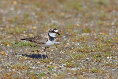 Little Ringed Plover (Charadrius dubius) adult bird standing on the lakeshore, Lake Neusiedl