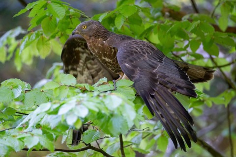 Honey Buzzard (Pernis apivorus), male adult bird perched on a branch, spreading its wings, Bavaria,