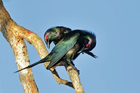 Metallic Starling (Aplonis metallica), Queensland, Australia